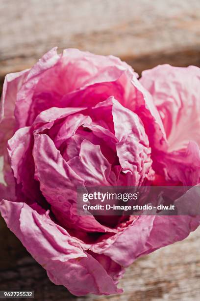 Raddichio Rosa 27 Pink Radicchio Stock Photos, High-Res Pictures, and Images - Getty ...