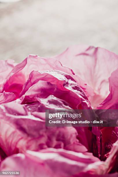 Raddichio Rosa 27 Pink Radicchio Stock Photos, High-Res Pictures, and Images - Getty ...