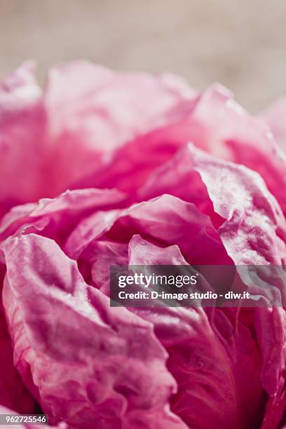 Raddichio Rosa 27 Pink Radicchio Stock Photos, High-Res Pictures, and Images - Getty ...