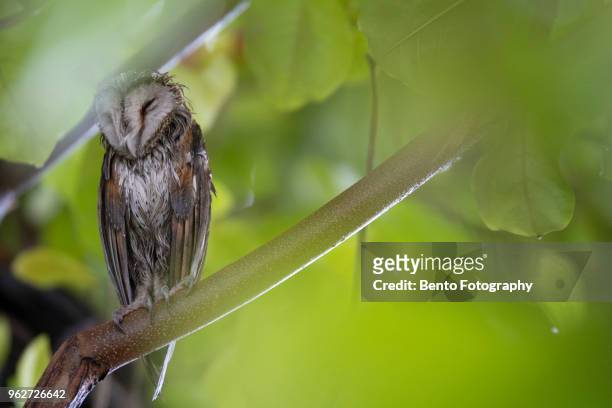 close up wet barn owl in rainning forest - rain owl stock pictures, royalty-free photos & images