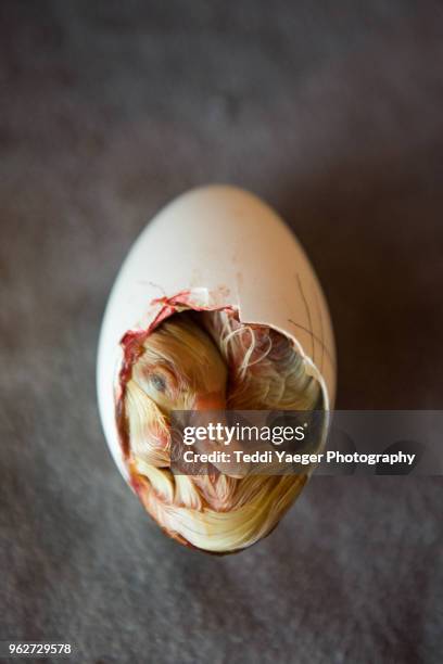 gosling hatching from egg - gänseküken stock-fotos und bilder