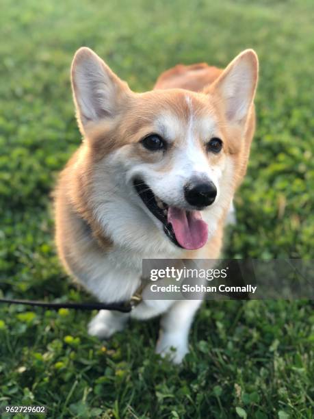 corgi - pembroke welsh corgi stock pictures, royalty-free photos & images
