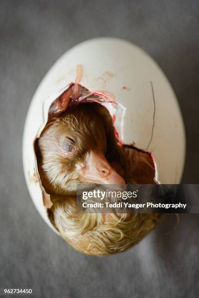 gosling hatching from egg - gosling stock pictures, royalty-free photos & images