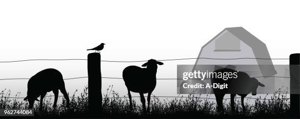 farm yard sheep - barbed wire white background stock illustrations