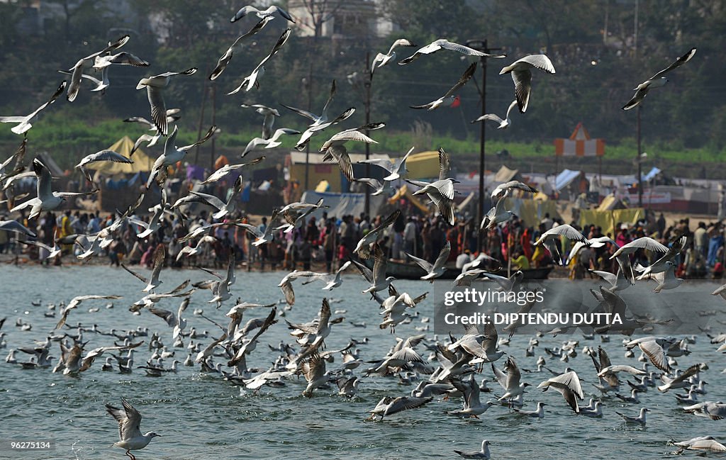 Siberian seagulls fly as Indian Hindu de