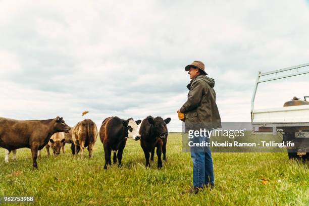 a male farmer feeding cows in the country victoria, australia - farmers australia bildbanksfoton och bilder