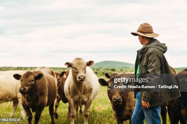 a male farmer feeding cows in the country victoria, australia - rancher photos et images de collection