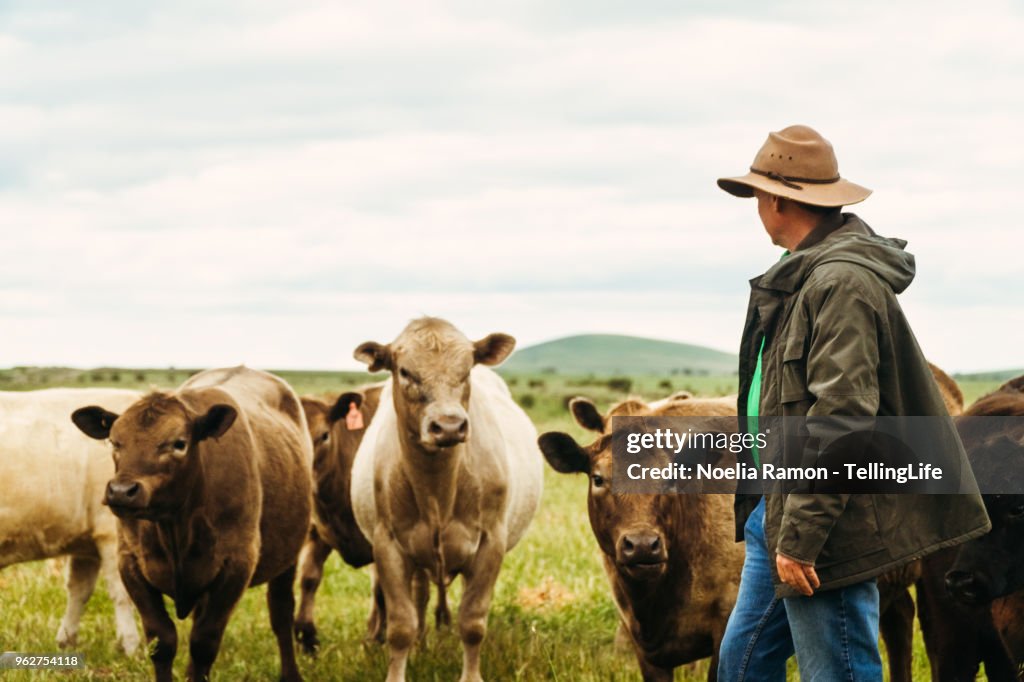 A male farmer feeding cows in the country Victoria, Australia
