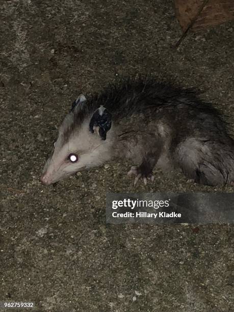 opossum playing dead - ミナミオポッサム ストックフォトと画像