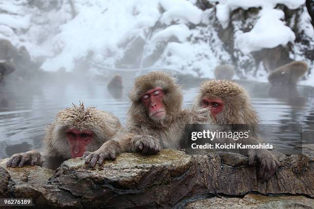 Japanese Macaque monkeys relax in the hot spring at the Jigokudani Monkey Park on January 30, 2010 in Yamanouchi, Japan. This Macaque troop regularly...