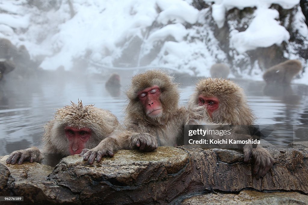 Japanese Macaques Bathe In Hot Springs