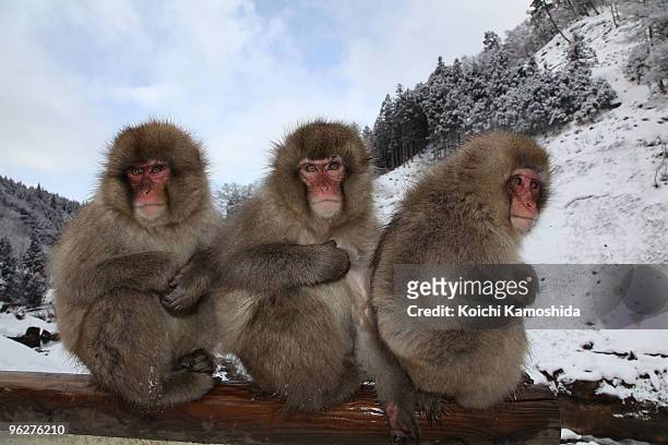 Japanese Macaque monkeys huddle together in snow near the hot spring at the Jigokudani Monkey Park on January 30, 2010 in Yamanouchi, Japan. This...
