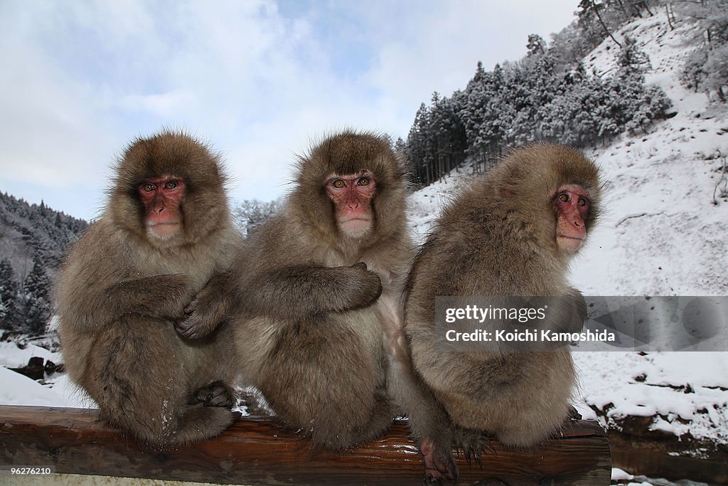 Japanese Macaques Bathe In Hot Springs