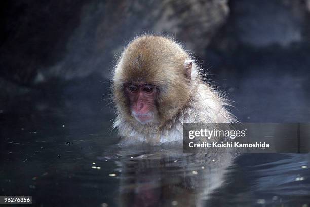 Japanese Macaque monkeys relax in the hot spring at the Jigokudani Monkey Park on January 30, 2010 in Yamanouchi, Japan. This Macaque troop regularly...