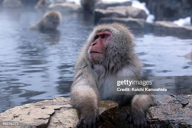 Japanese Macaque monkeys relax in the hot spring at the Jigokudani Monkey Park on January 30, 2010 in Yamanouchi, Japan. This Macaque troop regularly...