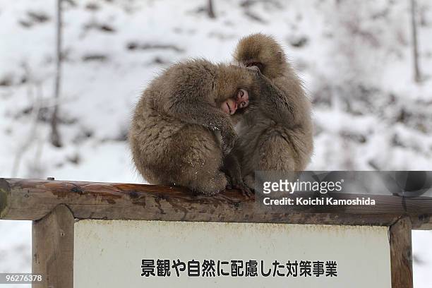 Japanese Macaque monkeys relax near the hot spring at the Jigokudani Monkey Park on January 30, 2010 in Yamanouchi, Japan. This Macaque troop...