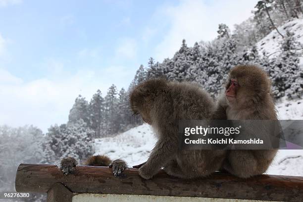 Japanese Macaque monkeys relax near the hot spring at the Jigokudani Monkey Park on January 30, 2010 in Yamanouchi, Japan. This Macaque troop...