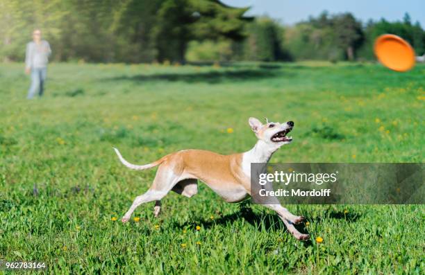 pequeño galgo inglés está persiguiendo a disco del vuelo - whippet fotografías e imágenes de stock