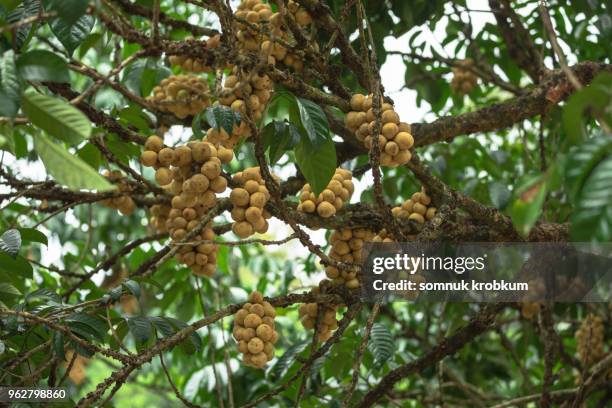 plenty longan fruit tree in summer - longan stock-fotos und bilder