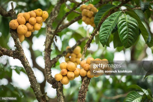 plenty longan fruit tree in summer - longan stock-fotos und bilder