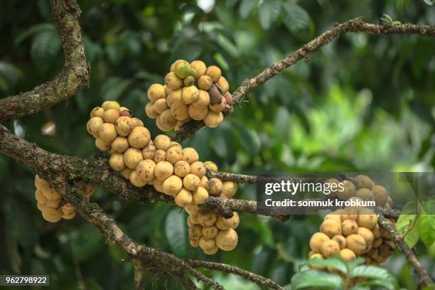 plenty longan fruit tree in summer - longan stock pictures, royalty-free photos & images