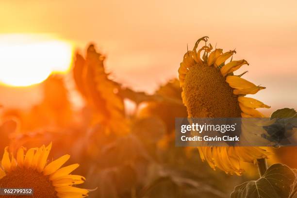 sunflowers at sunset - toowoomba stock-fotos und bilder