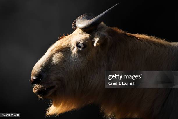 golden takin - takin stock pictures, royalty-free photos & images