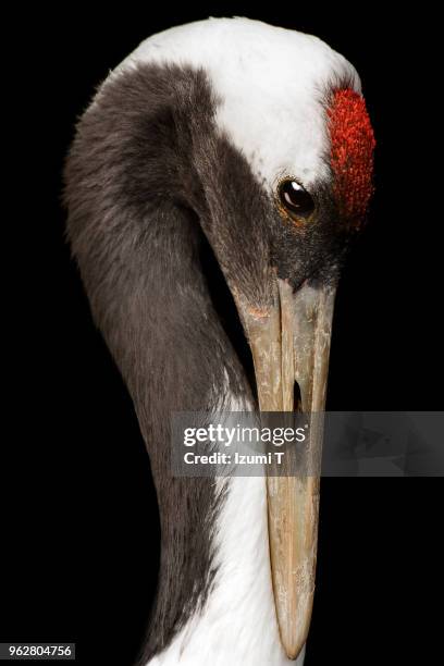 japanese crane - japanese crane stock pictures, royalty-free photos & images