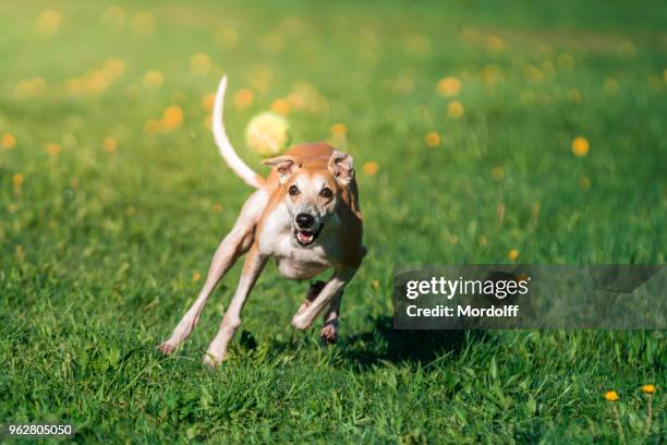 perro whippet está persiguiendo a volar la pelota de tenis - whippet fotografías e imágenes de stock