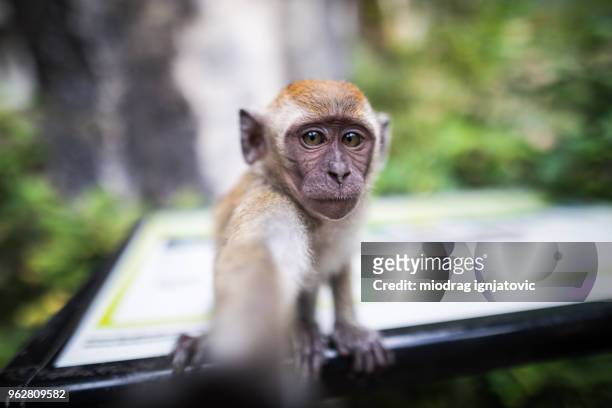 monkey taking a selfie - batu caves stock pictures, royalty-free photos & images