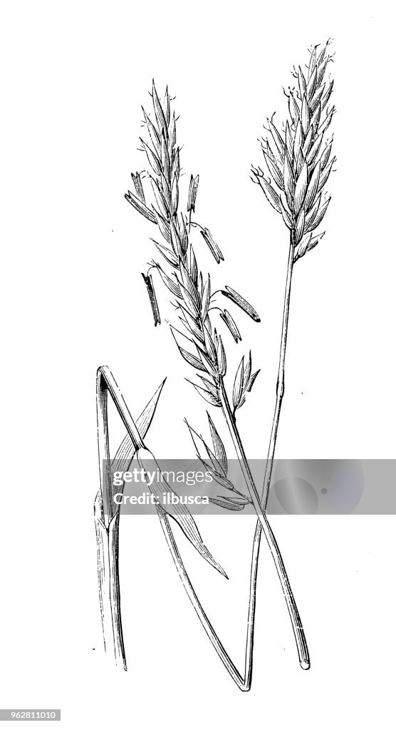 Botany plants antique engraving illustration: Anthoxanthum odoratum (sweet vernal grass)