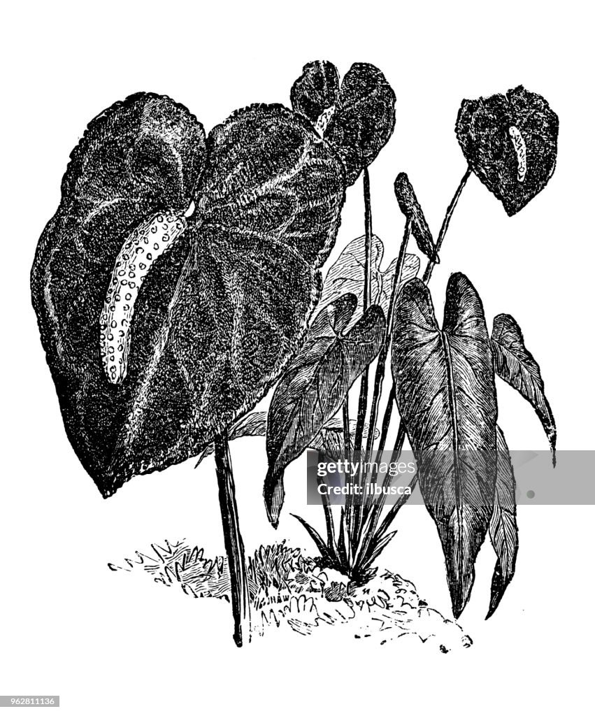 Botany plants antique engraving illustration: Anthurium andraeanum (tailflower, flamingo flower, laceleaf)