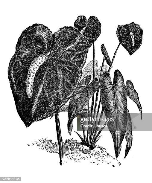 botany plants antique engraving illustration: anthurium andraeanum (tailflower, flamingo flower, laceleaf) - flamingo lily stock illustrations