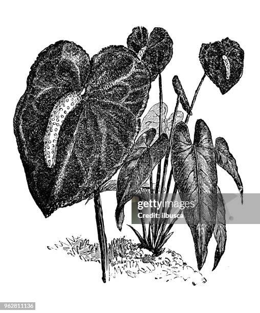 botany plants antique engraving illustration: anthurium andraeanum (tailflower, flamingo flower, laceleaf) - anthurium stock illustrations