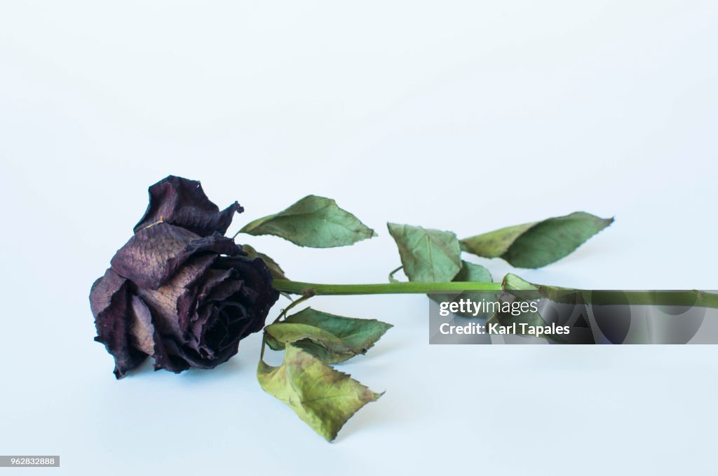 A still life of dead rose