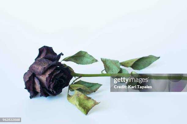 a still life of dead rose - végétation fanée photos et images de collection
