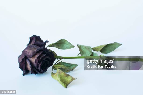 a still life of dead rose - wilted plant - fotografias e filmes do acervo