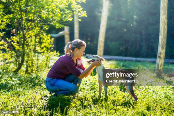 woman is happy to walk together with her dog - whippet stock pictures, royalty-free photos & images