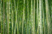 Japanese bamboo grove.