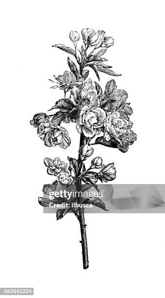botany plants antique engraving illustration: apple tree - fruit tree with roots stock illustrations