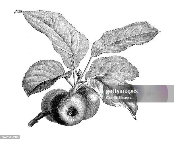 stockillustraties, clipart, cartoons en iconen met plantkunde planten antieke gravure illustratie: appelboom - apple