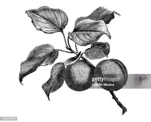 botany plants antique engraving illustration: apricot tree - apricot tree stock illustrations