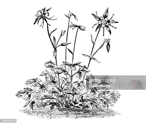 botany plants antique engraving illustration: aquilegia coerulea (colorado blue columbine, rocky mountain columbine) - columbine flower stock illustrations