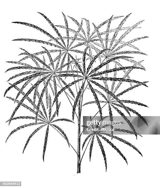 botany plants antique engraving illustration: aralia veitchii - veitchii stock illustrations