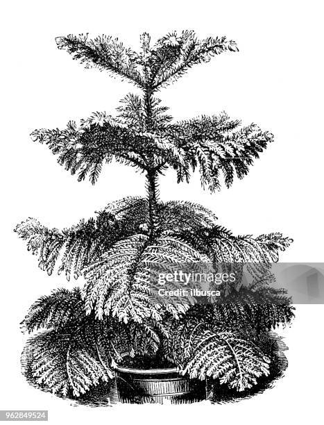 botany plants antique engraving illustration: araucaria excelsa - araucaria tree stock illustrations