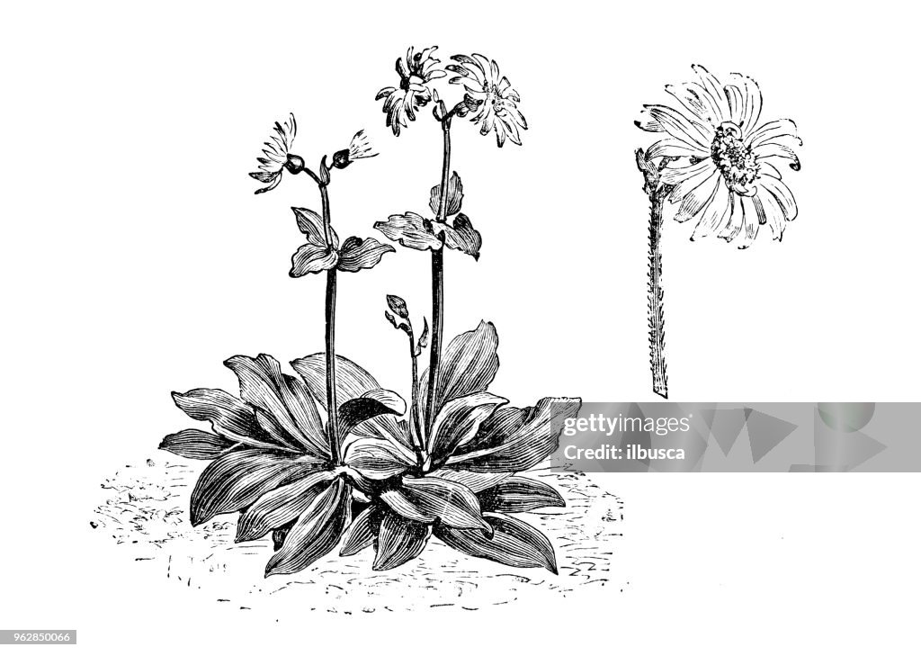 Botany plants antique engraving illustration: Arnica montana (wolf's bane, leopard's bane, mountain tobacco, mountain arnica)