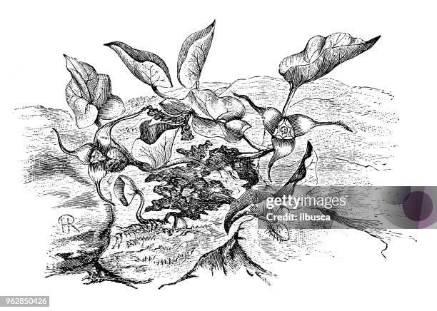 stockillustraties, clipart, cartoons en iconen met plantkunde planten antieke gravure illustratie: asarum caudatum (brits-columbia wild ginger, westerse wild ginger, lange-tailed wild ginger) - paramecium