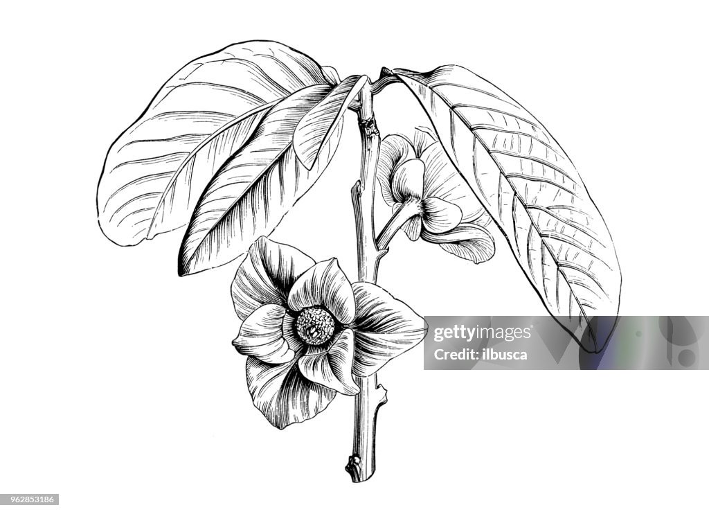 Plantes de botanique antique illustration de gravure : Asimina triloba (papayer, papaye)