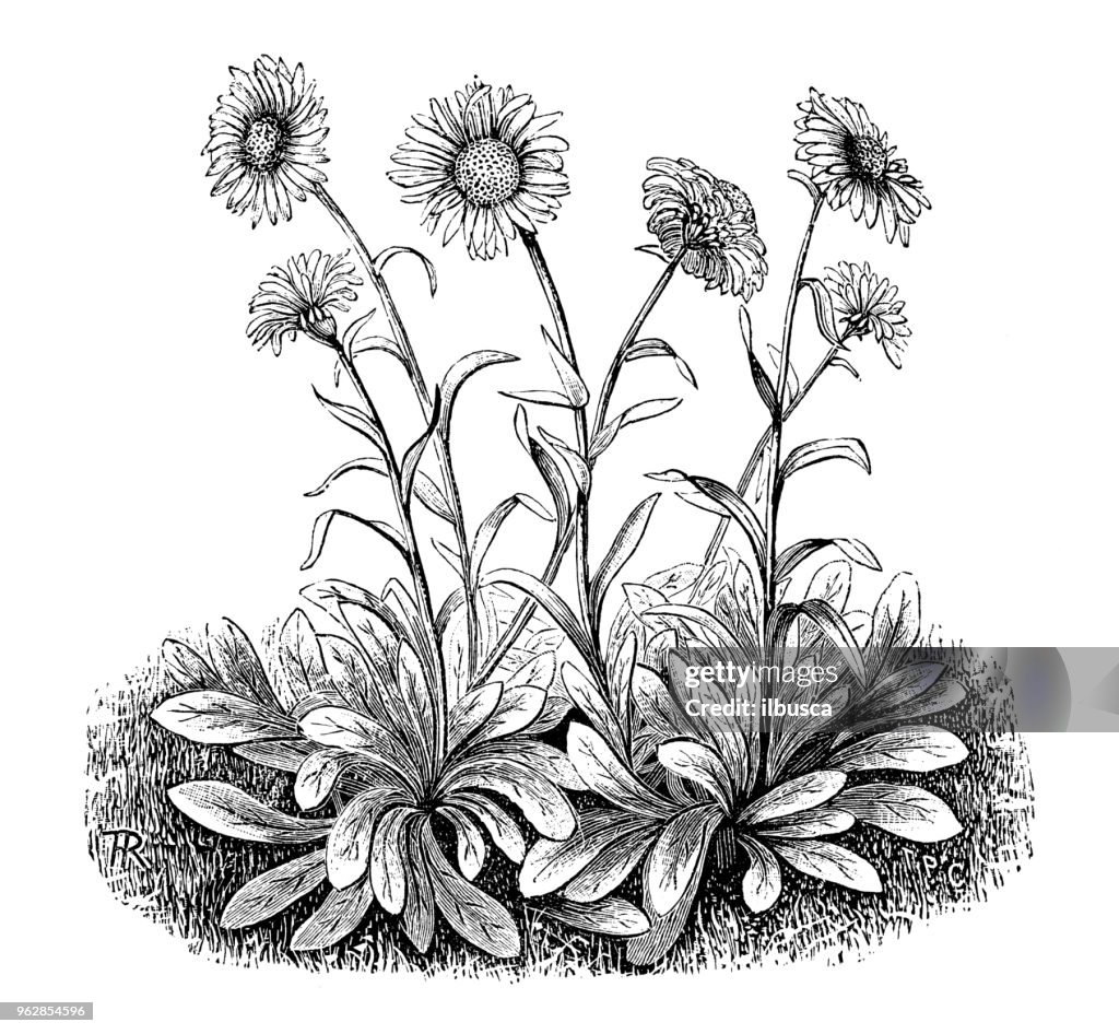 Botany plants antique engraving illustration: Aster alpinus (Alpine aster)