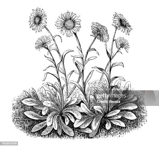 botany plants antique engraving illustration: aster alpinus (alpine aster) - aster stock illustrations